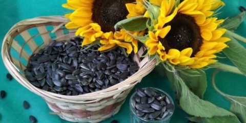 Sjemenke suncokreta: koristi i štete za žene i muškarce